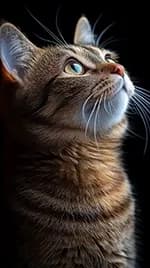 Katze 05